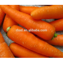 neue frische Karotte mit verschiedenen Größen und Paketen
